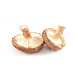 Seta Shiitake bio