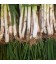 Calçots Ecológicos 15 ud